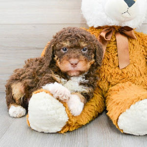 Meet your Posher, Ella